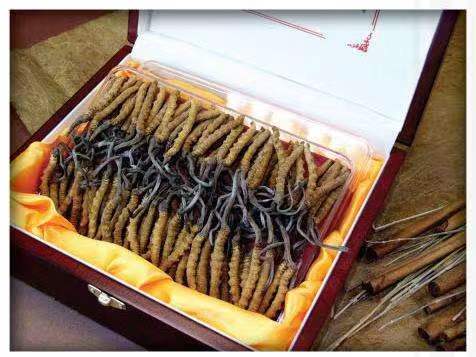 获嘉冬虫夏草回收